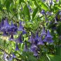 Blue Angels Trumpet Acnistus australis 50 Seeds