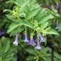 Blue Angels Trumpet Acnistus australis 50 Seeds