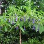 Blue Angels Trumpet Acnistus australis 50 Seeds