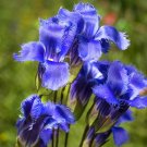 Fringed Gentian  200 Seeds  Gentianopsis crinita