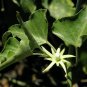 Milkweed Vine Morrenia odorata 100 Seeds