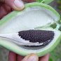 Milkweed Vine Morrenia odorata 100 Seeds