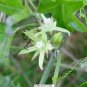 Milkweed Vine Morrenia odorata 100 Seeds