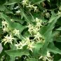 Milkweed Vine Morrenia odorata 100 Seeds