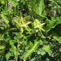 Milkweed Vine Morrenia odorata 100 Seeds