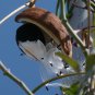 Milkweed Vine Morrenia odorata 100 Seeds