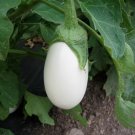 White Eggplant 50 Seeds Solanum melongena White Eggplant 50 Seeds Solanum melongena