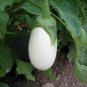White Eggplant  50 Seeds  Solanum melongena