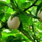 White Eggplant  50 Seeds  Solanum melongena