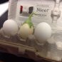 White Eggplant  50 Seeds  Solanum melongena