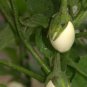 White Eggplant  50 Seeds  Solanum melongena