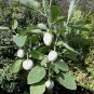 White Eggplant  50 Seeds  Solanum melongena