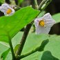 White Eggplant  50 Seeds  Solanum melongena