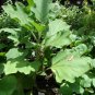 White Eggplant  50 Seeds  Solanum melongena