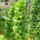 Bells of Ireland 100 Seeds Moluccella laevis Bells of Ireland 100 Seeds Moluccella laevis