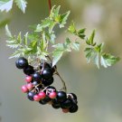 Peppervine Ampelopsis arborea 100 Seeds