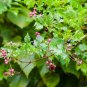 Peppervine Ampelopsis arborea 100 Seeds