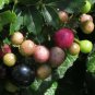 Peppervine Ampelopsis arborea 100 Seeds