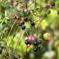 Peppervine Ampelopsis arborea 100 Seeds