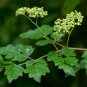 Peppervine Ampelopsis arborea 100 Seeds