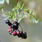 Peppervine Ampelopsis arborea 100 Seeds