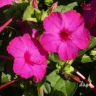 Pink Four O'Clock Miracle of Peru Mirabilis Jalapa 50 Seeds