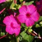 Pink Four O'Clock Miracle of Peru Mirabilis Jalapa 50 Seeds