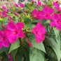 Pink Four O'Clock Miracle of Peru Mirabilis Jalapa 50 Seeds
