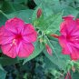 Pink Four O'Clock Miracle of Peru Mirabilis Jalapa 50 Seeds