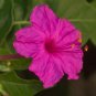 Pink Four O'Clock Miracle of Peru Mirabilis Jalapa 50 Seeds