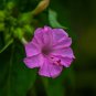 Pink Four O'Clock Miracle of Peru Mirabilis Jalapa 50 Seeds