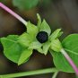 Pink Four O'Clock Miracle of Peru Mirabilis Jalapa 50 Seeds