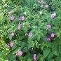 Pink Four O'Clock Miracle of Peru Mirabilis Jalapa 50 Seeds
