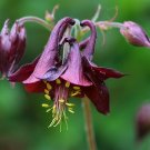 Dark Columbine Aquilegia atrata 40 Seeds Dark Columbine Aquilegia atrata 40 Seeds