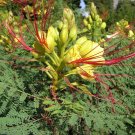 Desert Bird of Paradise 10 Seeds Caesalpinia gilliesii