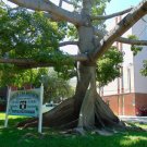 Kapok Tree Ceiba pentandra 20 Seeds