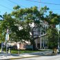 Kapok Tree Ceiba pentandra 20 Seeds