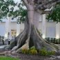 Kapok Tree Ceiba pentandra 20 Seeds