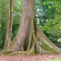 Kapok Tree Ceiba pentandra 20 Seeds