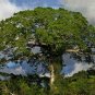 Kapok Tree Ceiba pentandra 20 Seeds