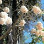 Kapok Tree Ceiba pentandra 20 Seeds