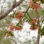 Kapok Tree Ceiba pentandra 20 Seeds
