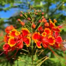 Pride of Barbados 10 Seeds Caesalpinia pulcherrima Pride of Barbados 10 Seeds Caesalpinia pulcherrima