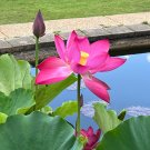 Sacred Lotus Nelumbo nucifera 10 Seeds Sacred Lotus Nelumbo nucifera 10 Seeds