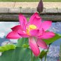 Sacred Lotus Nelumbo nucifera 10 Seeds