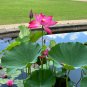 Sacred Lotus Nelumbo nucifera 10 Seeds