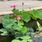 Sacred Lotus Nelumbo nucifera 10 Seeds