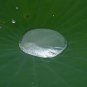 Sacred Lotus Nelumbo nucifera 10 Seeds
