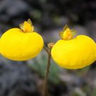 Yellow Slipper Flower 250 Seeds Calceolaria filicaulis Yellow Slipper Flower 250 Seeds Calceolaria filicaulis