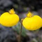 Yellow Slipper Flower  250 Seeds   Calceolaria filicaulis